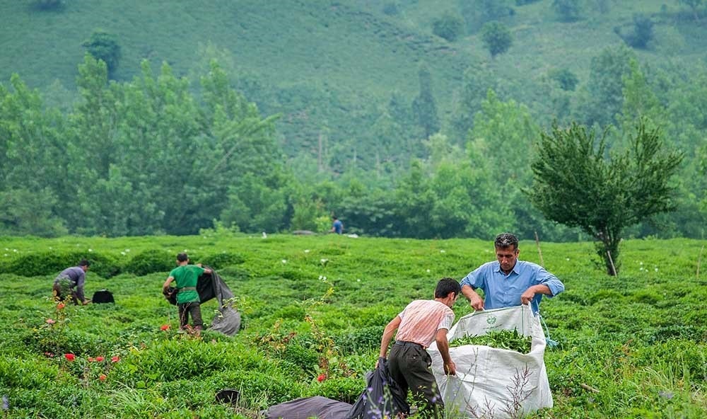 کسب و کار در شمال کشور