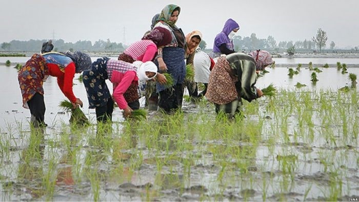 کسب و کار در شمال کشور