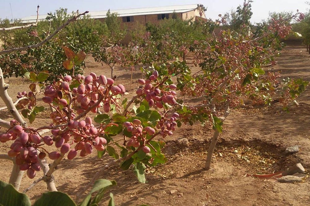 کسب و کار در رفسنجان